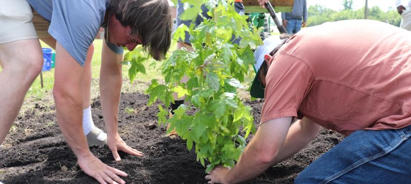Two individuals planting a moon tree.
