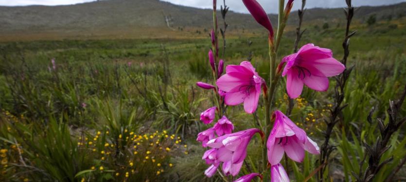 A meadow full of wildflowers and plants in the Greater Cape Floristic Region of South Africa. A stalk of pink flowers grows close to the camera. A mountain looms in the background.