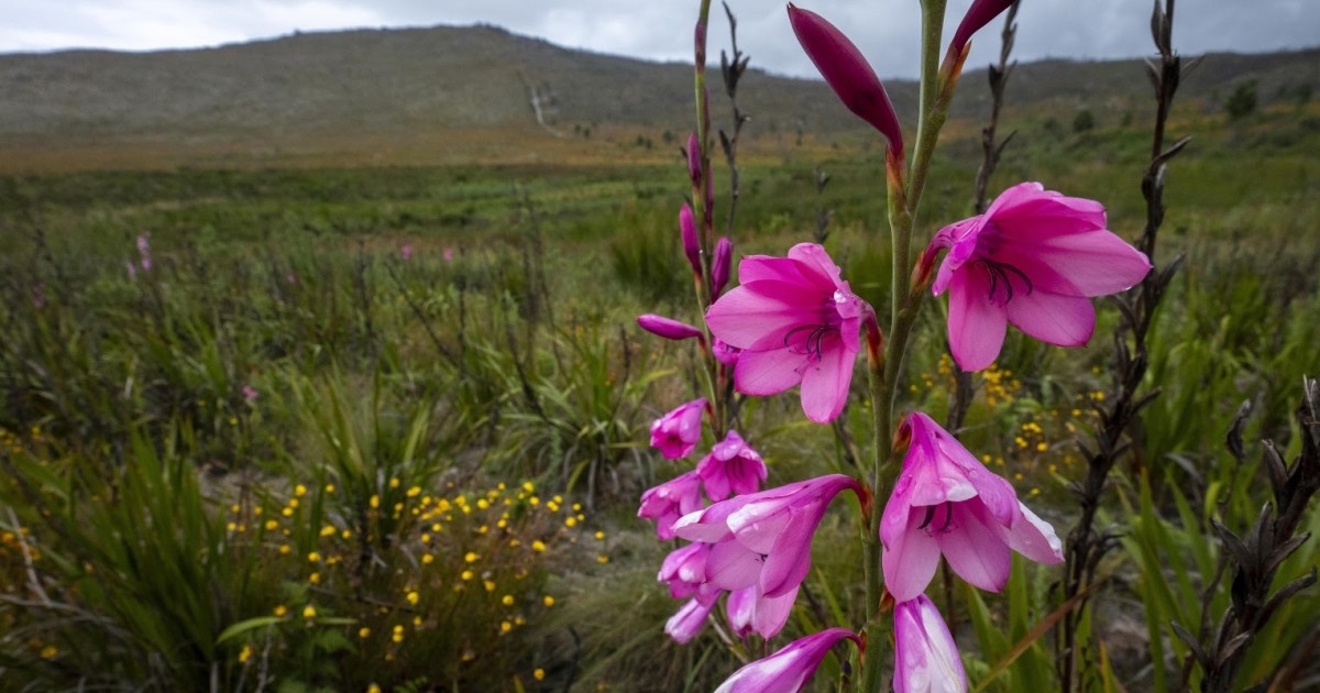 NASA-Funded BioSCape Project Releases Biodiversity Audio Dataset | Science Data Portal