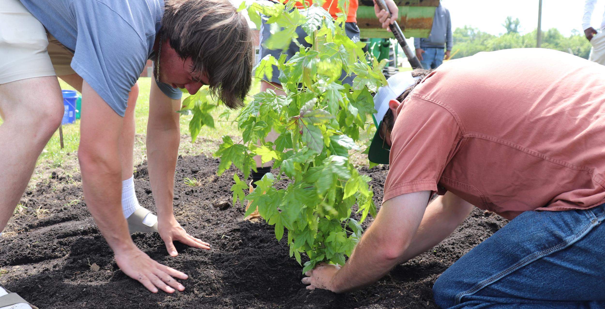 Two individuals planting a moon tree.