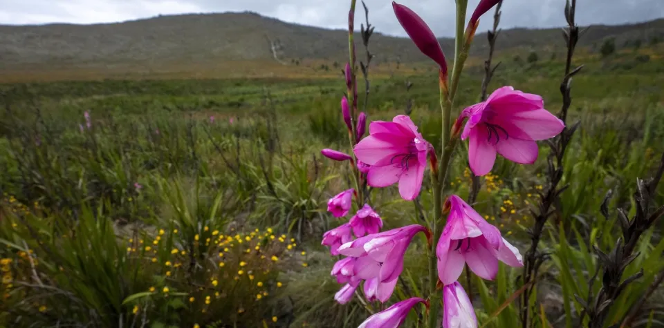 A meadow full of wildflowers and plants in the Greater Cape Floristic Region of South Africa. A stalk of pink flowers grows close to the camera. A mountain looms in the background.